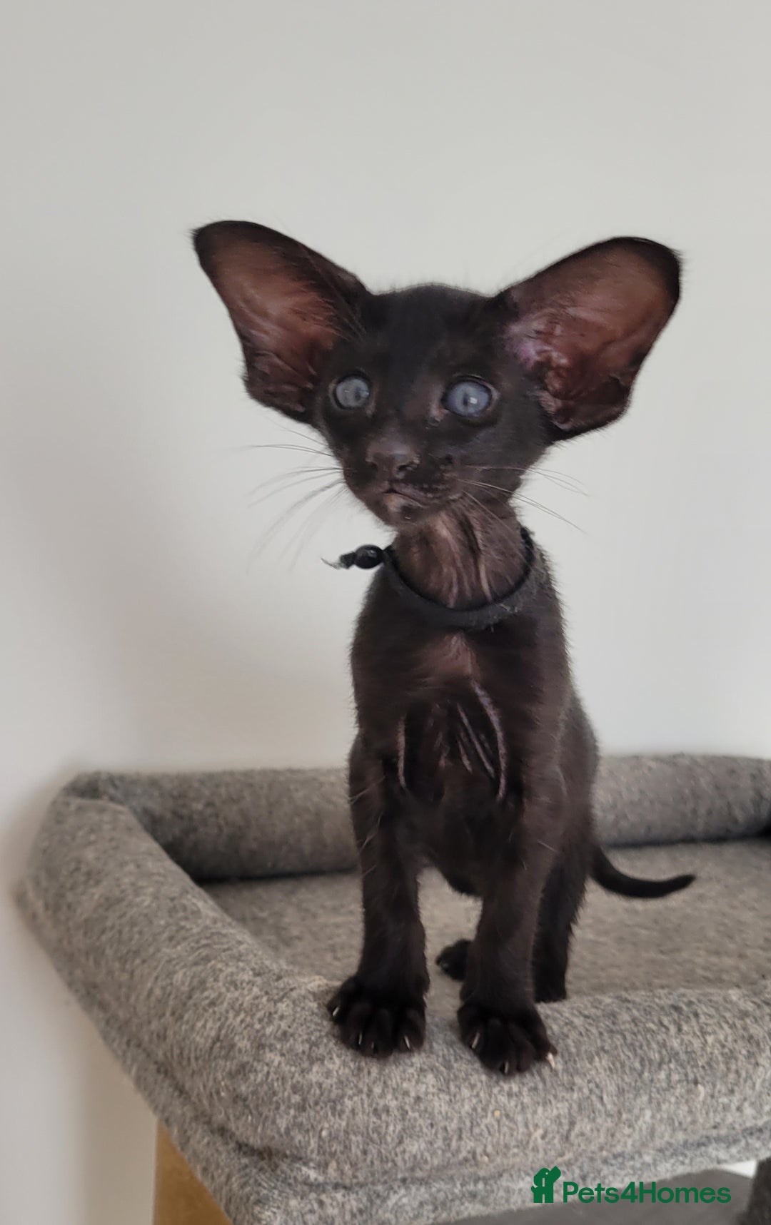 Oriental cats for sale: Oriental Shorthair kittens  - Image 9