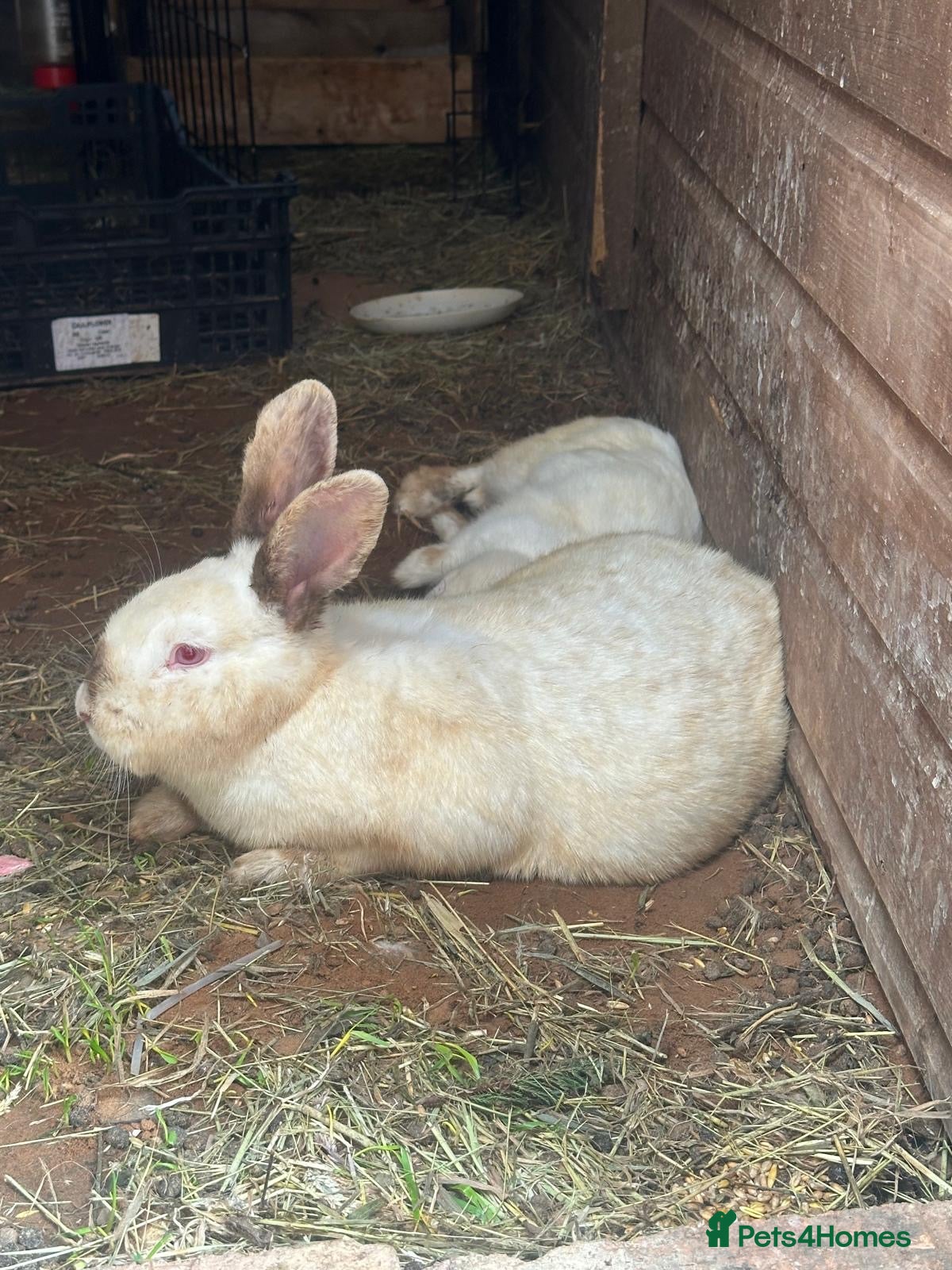 Mixed Breed rabbits 3 rabbits with babies  - Advert 1