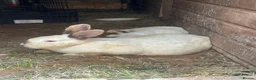 Mixed Breed rabbits for sale: 3 rabbits with babies  - Advert 1