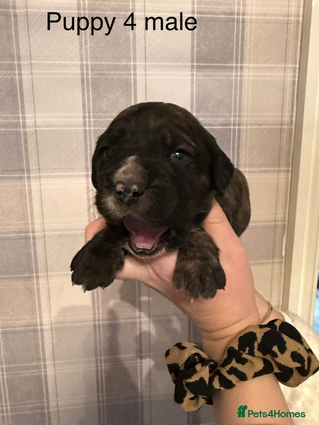 Cane Corso dogs for sale: Stunning chunky cane corso puppies - Advert 5