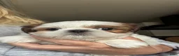 Shih Tzu dogs for stud: Shihtzu stud  - Advert 2
