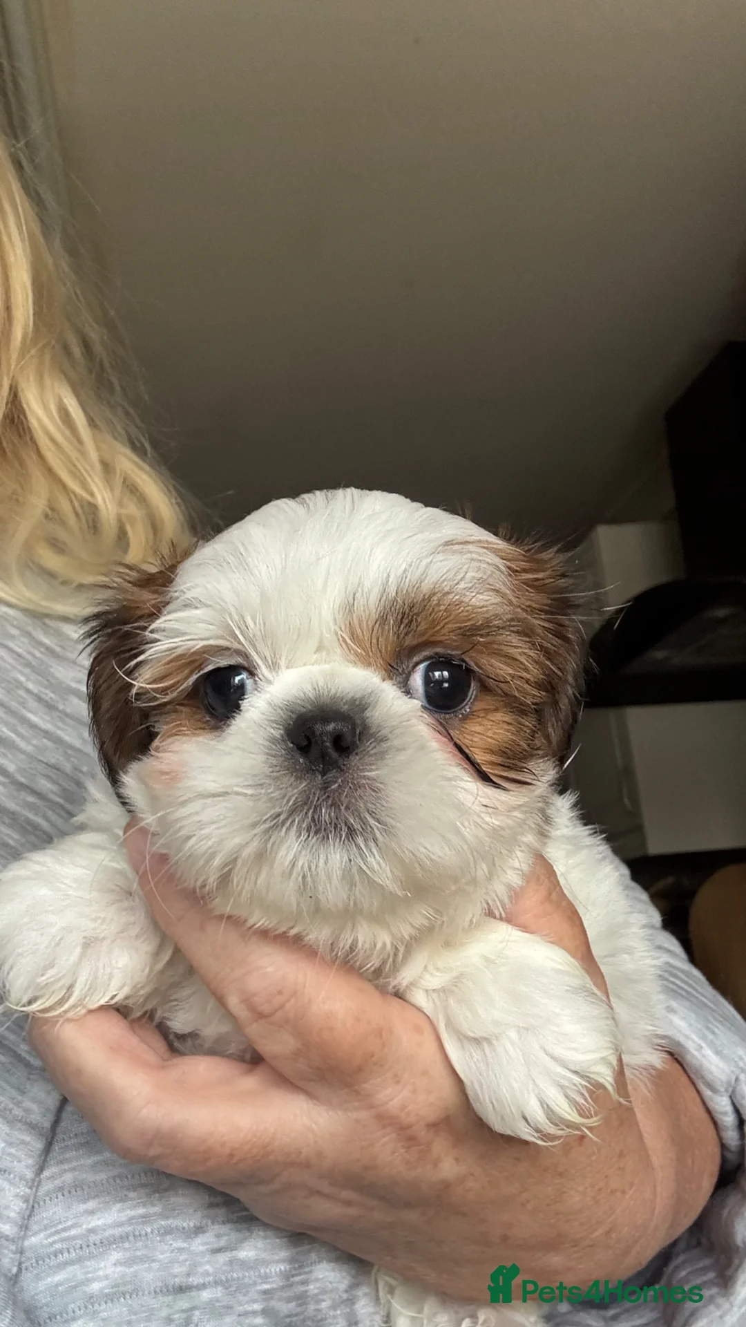 Shih Tzu dogs for stud: Shihtzu stud  - Advert 2