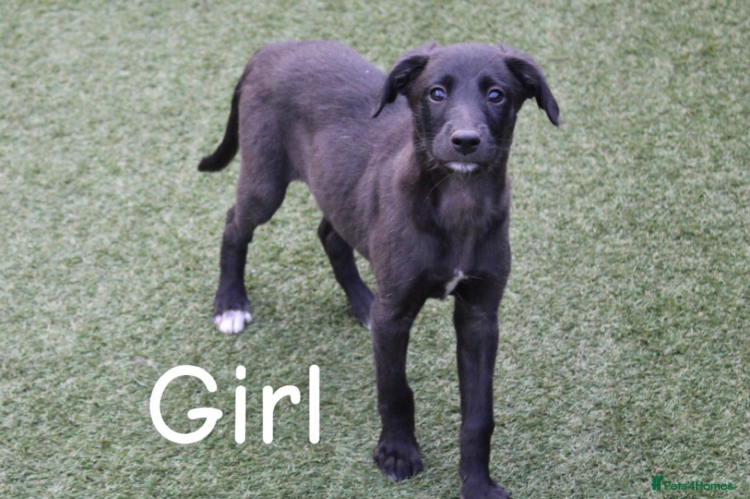 Lurcher dogs for sale: ⭐️beautiful lurcher puppy’s  - Image 5