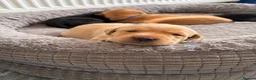 Labrador Retriever dogs for sale: KC REGISTERED GORGEOUS LABRADOR PUPPIES - Advert 16