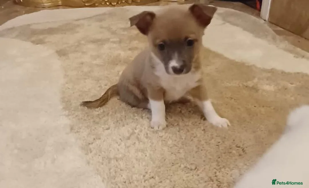 Chihuahua dogs for sale: Chihuahua Puppies  - Advert 3