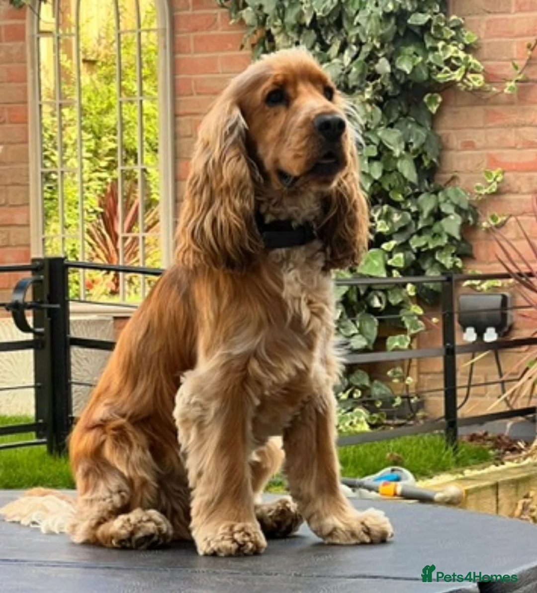 Cocker Spaniel dogs for sale: KC RegShow Type Cocker Spaniel Pups Health Tested - Advert 15