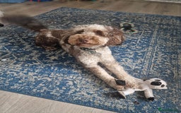 Miniature Poodle dogs for stud: Gorgeous Chocolate Merle Miniature Poodle - Image 3