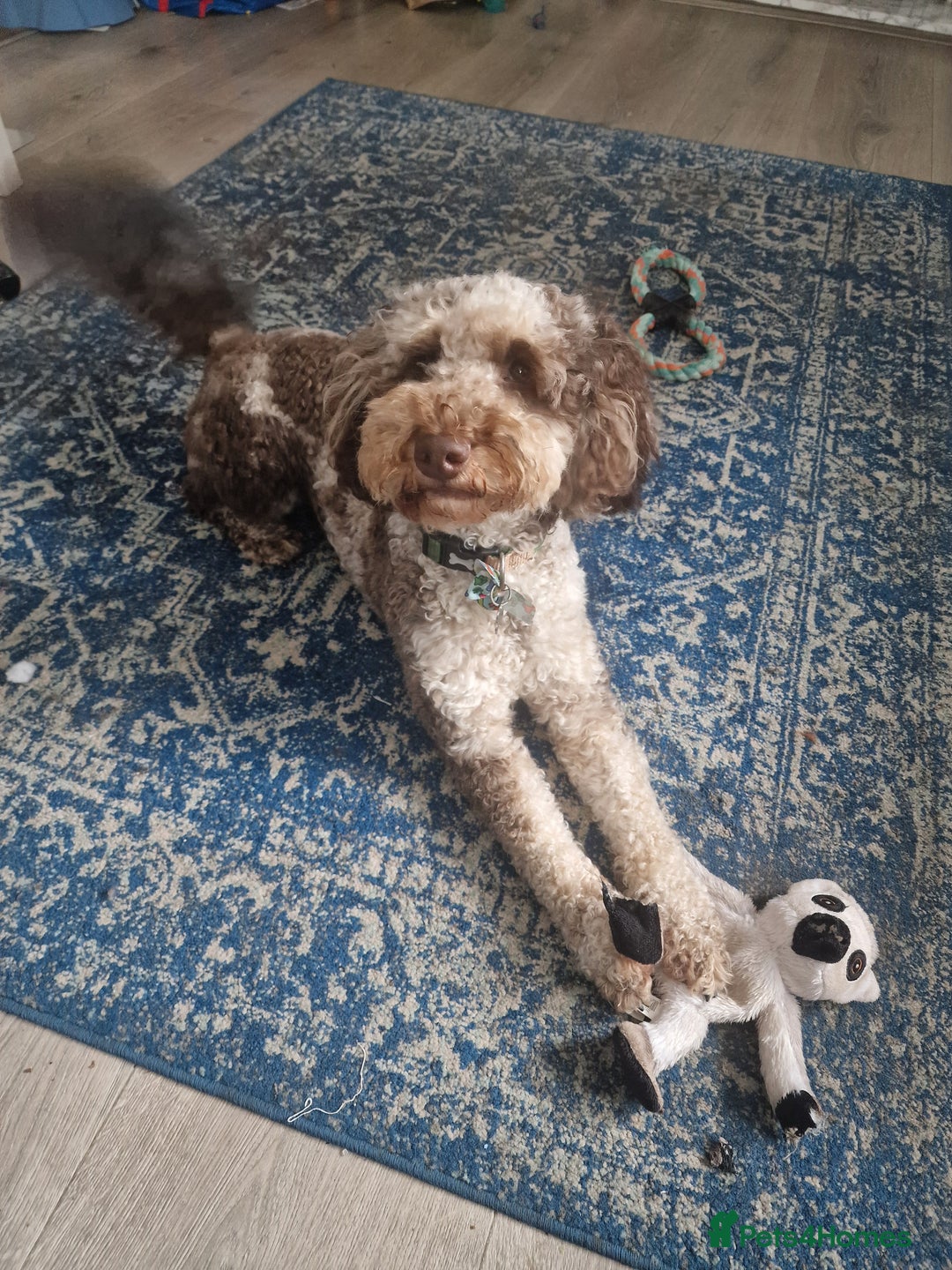 Miniature Poodle dogs for stud: Gorgeous Chocolate Merle Miniature Poodle - Image 3