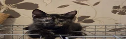 Mixed Breed cats for sale: Four Adorable and Feisty Kittens for Sale - Advert 4