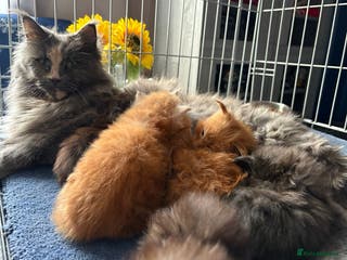 Maine Coon cats Stunning red very fluffy Maine coon GIRL - Advert 3