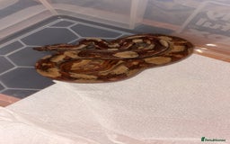 Boa Snake reptiles for sale: Boa constrictor  - Image 3