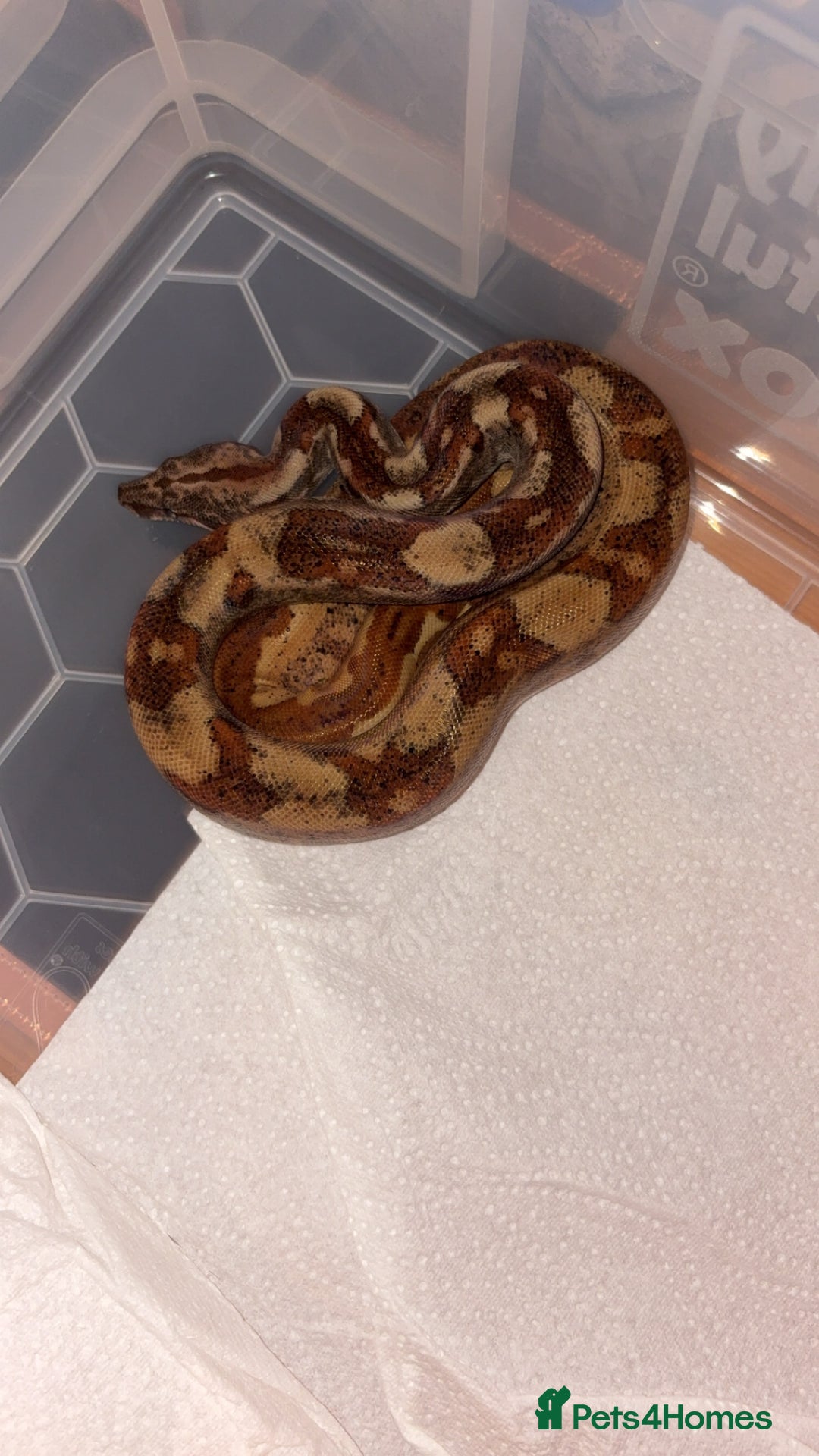 Boa Snake reptiles for sale: Boa constrictor  - Image 3