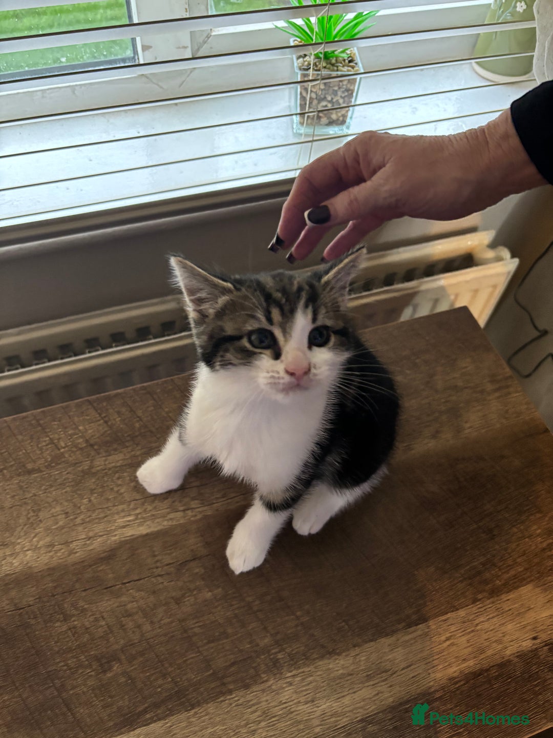 Mixed Breed cats for sale: Adorable male kittens for sale  - Advert 12