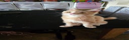 Maine Coon cats for sale: 5 beautiful maine coon ready to go - Advert 30