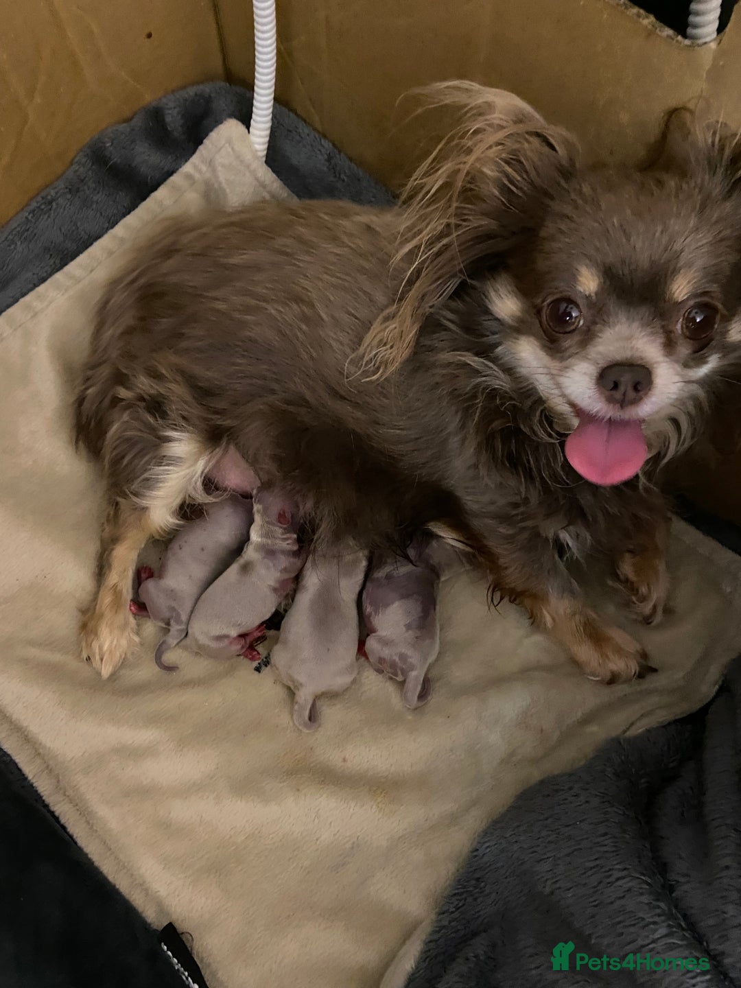 Chihuahua dogs for sale: Beautiful lilac boys  - Image 11