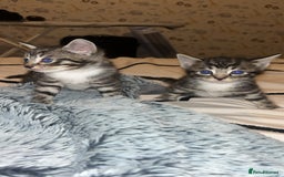 Bengal cats for sale: Beautiful kitttens - Image 1
