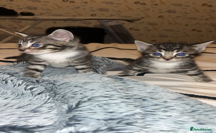 Bengal cats - Advert 15