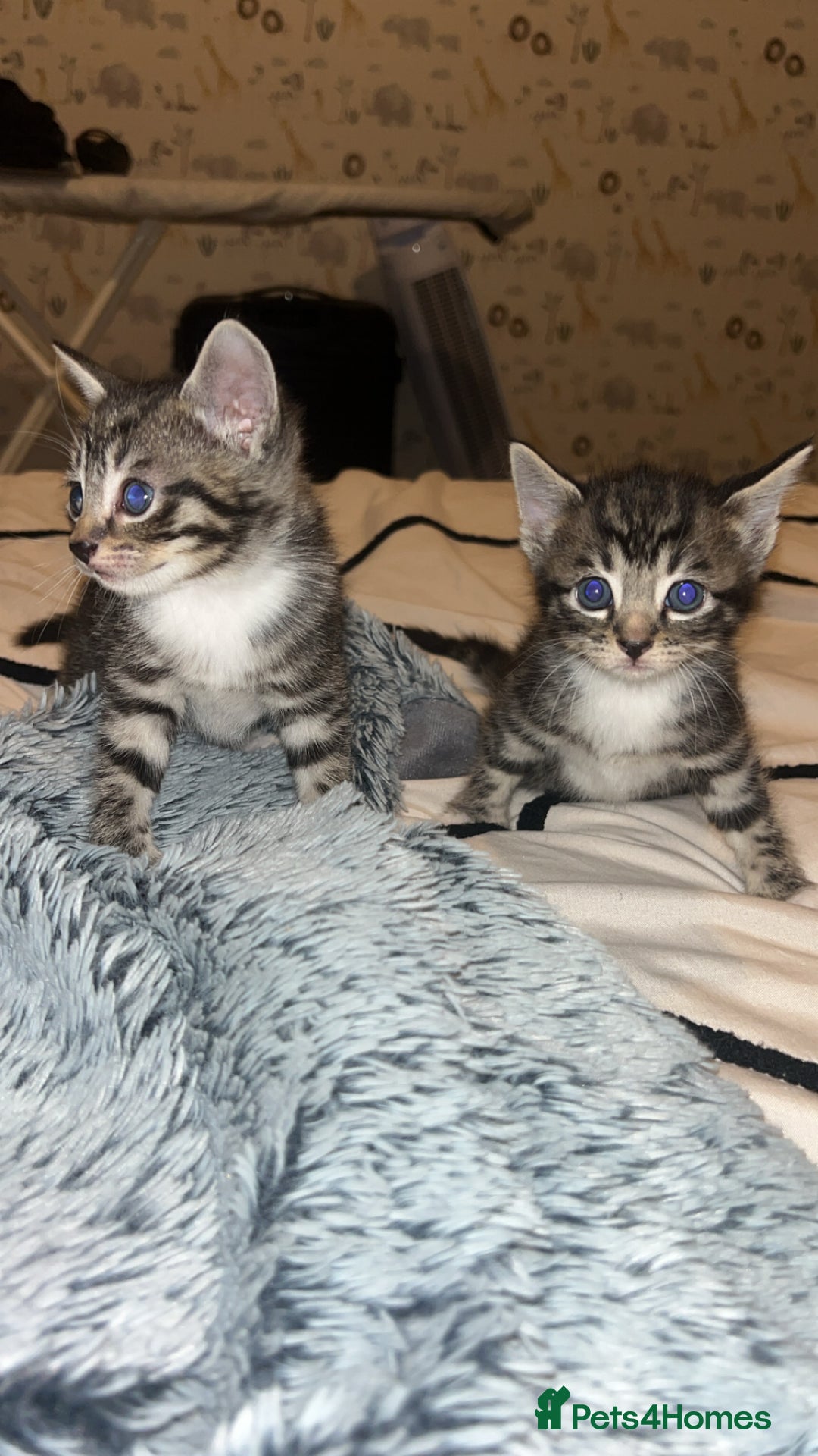 Bengal cats for sale: Beautiful kitttens - Image 1
