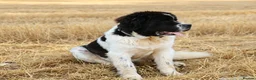 Newfoundland dogs for sale: Spanish import kc registered Newfoundland boy  - Advert 4