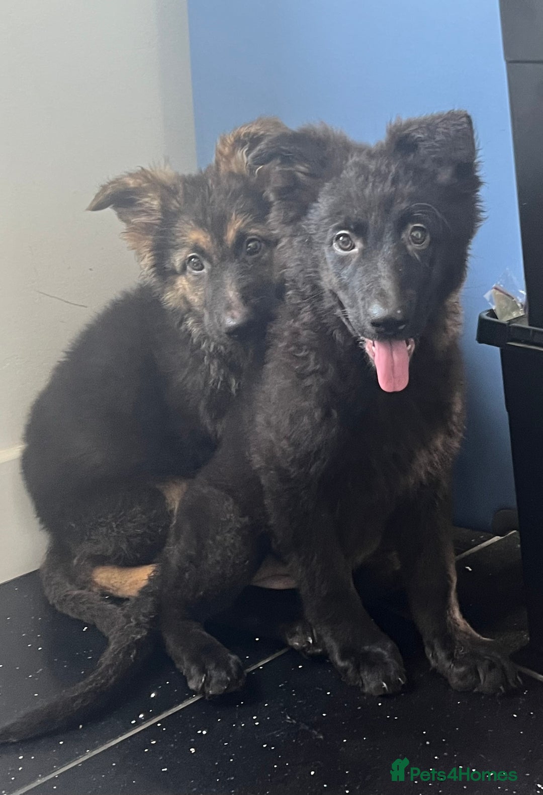 German Shepherd dogs for sale: German shepherd pups silver sable black/tan black  - Image 7
