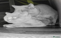 British Shorthair cats for stud: 🐾 Leo – Stunning GCCF BSH Stud Available Now 🐾 in Birmingham - Image 3