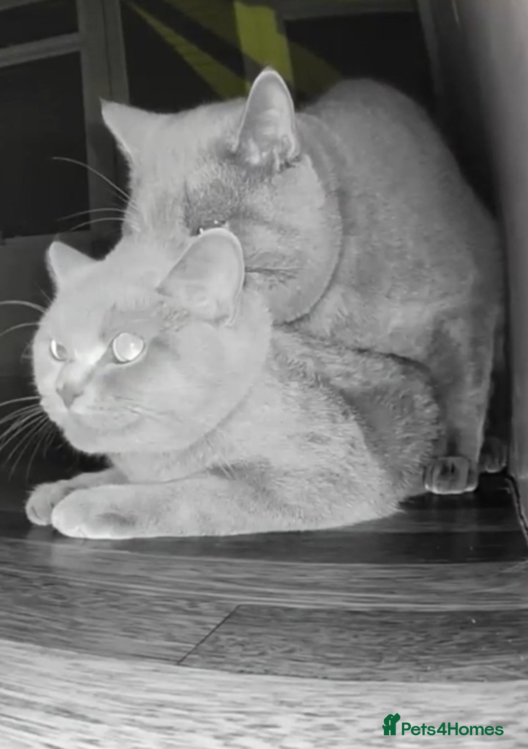British Shorthair cats for stud: 🐾 Leo – Stunning GCCF BSH Stud Available Now 🐾 in Birmingham - Image 3