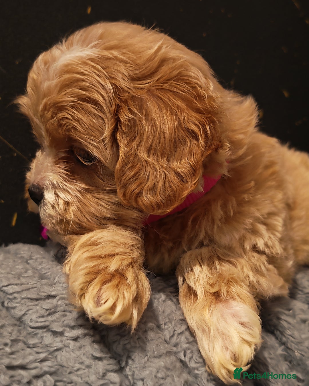 Maltipoo dogs for sale: Miniature Maltipoo Ready to Go - Image 9
