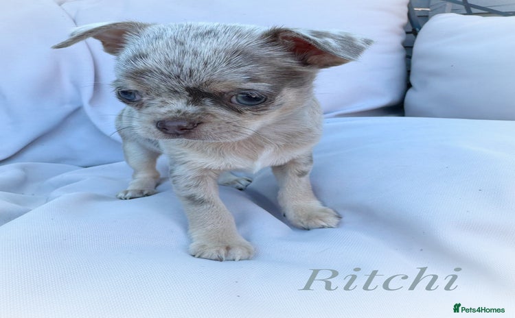 Chihuahua dogs - Advert 1