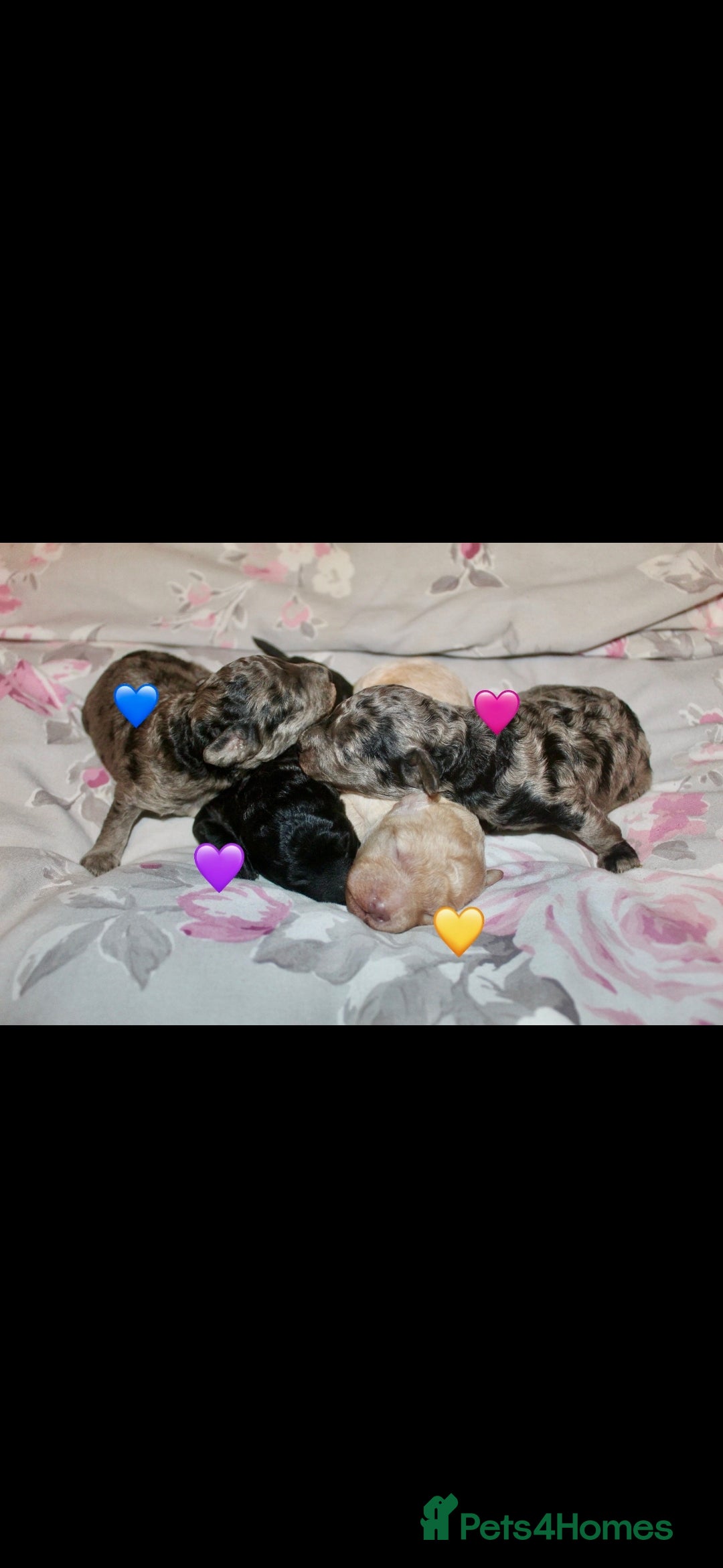 Toy Poodle dogs for stud: Tiny silver kc registered toy poodle stud in Hinckley - Advert 4