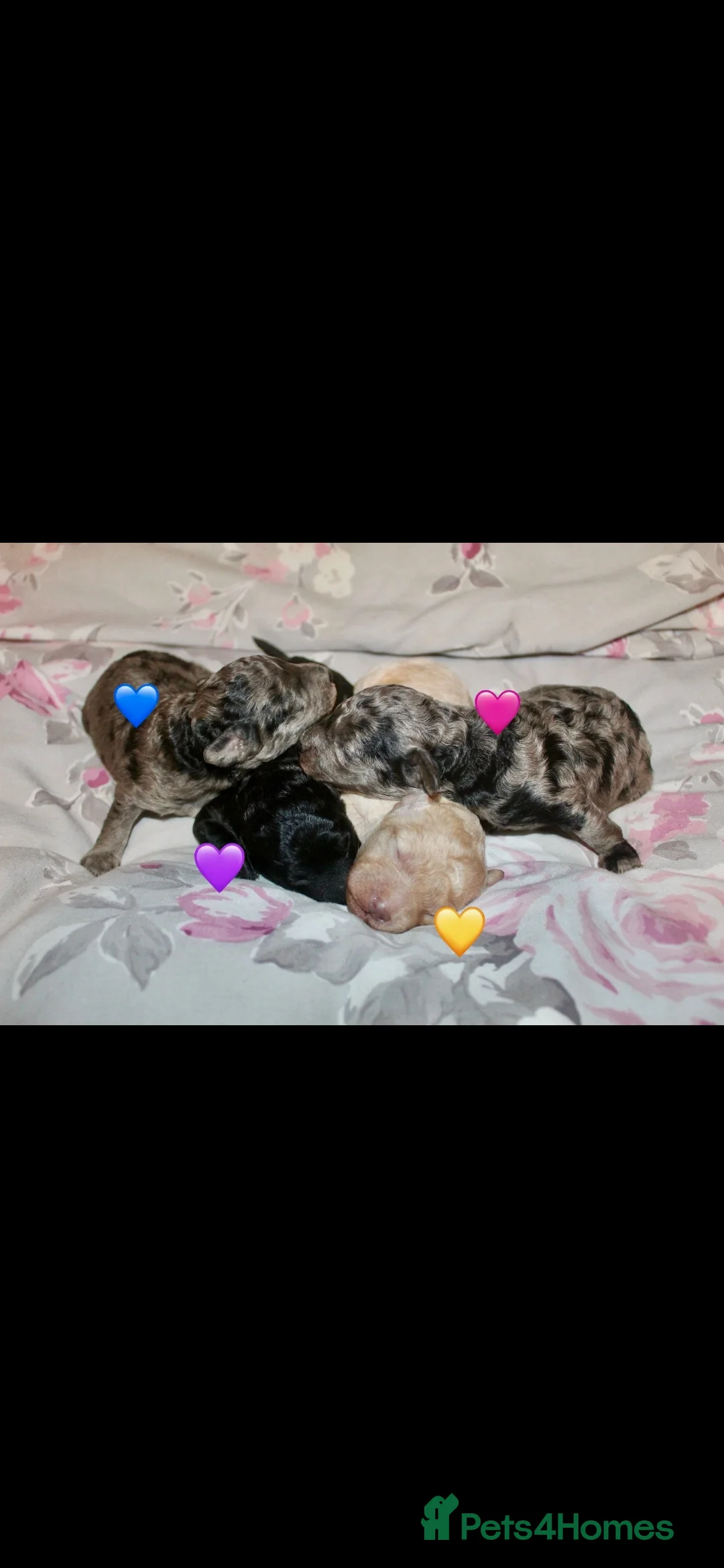 Toy Poodle dogs for stud: Tiny silver kc registered toy poodle stud in Hinckley - Advert 4