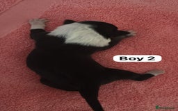 Border Collie dogs for sale: 10 border collies for sale  - Image 4