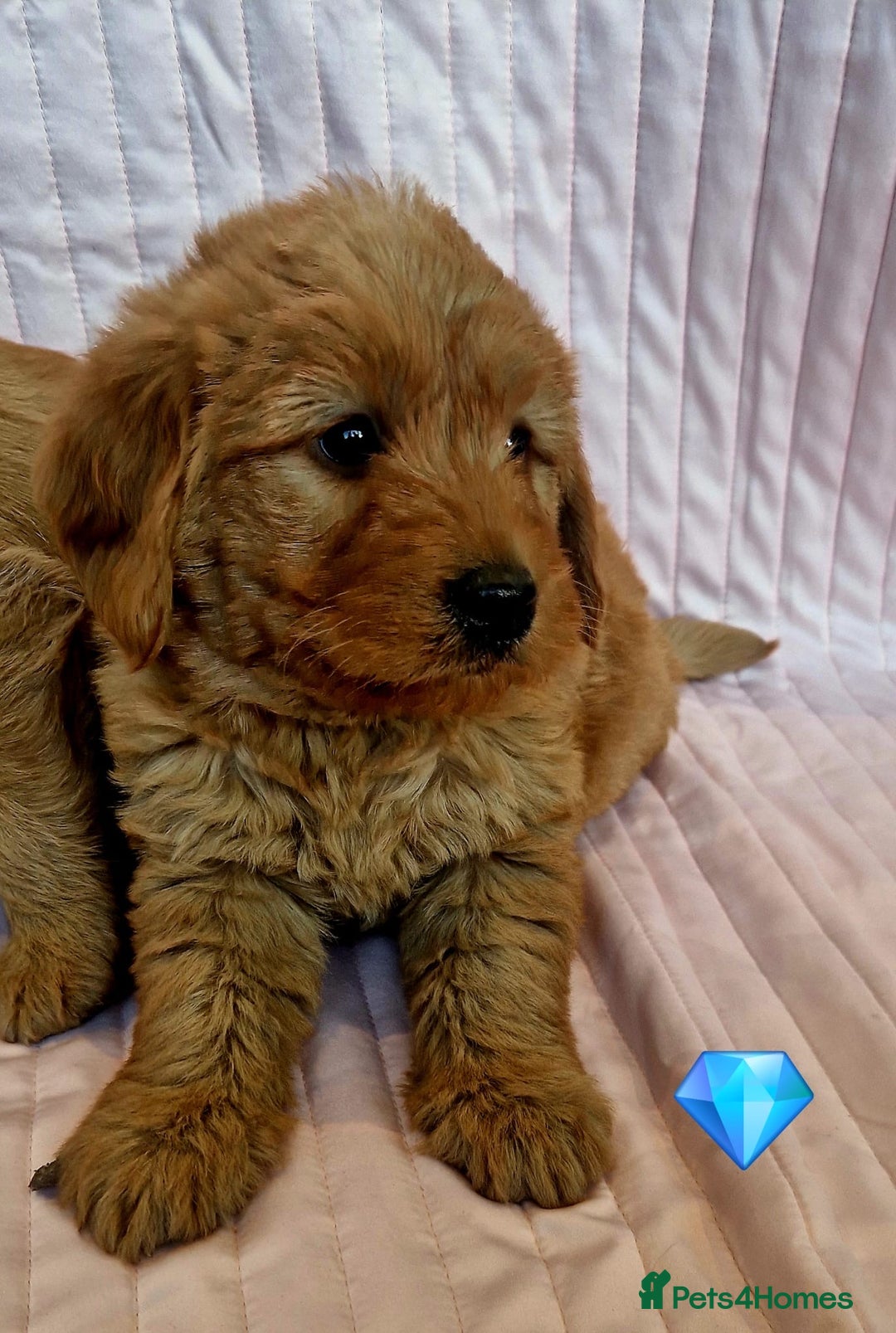 Labradoodle dogs for sale: Beautiful F1 Labradoodles - Advert 10