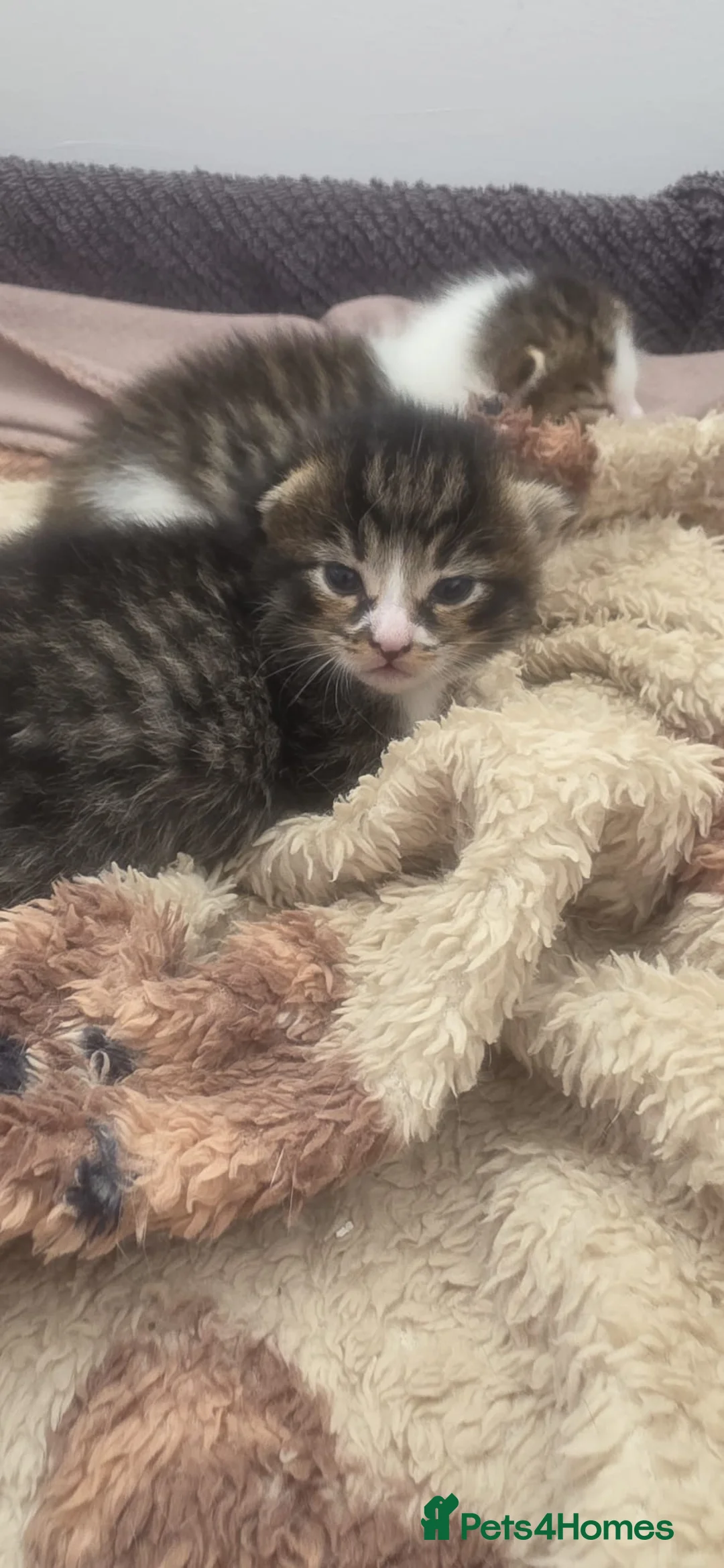 Mixed Breed cats for sale: Kittens for sale in Shrewsbury - Advert 2