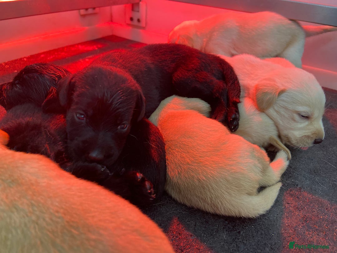 Labrador Retriever dogs for sale: Labrador pups  - Image 16