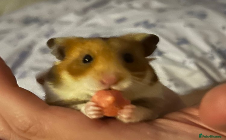 Hamster rodents - Advert 11