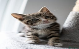 Domestic Shorthair cats for sale: Friendly kittens looking for new families - Image 4