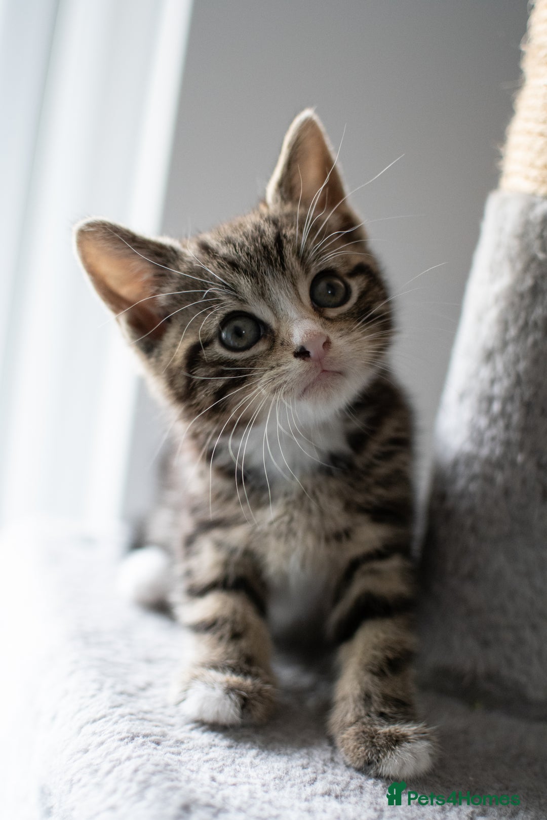 Domestic Shorthair cats for sale: Friendly kittens looking for new families - Image 4