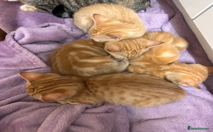 Domestic Shorthair cats - Advert 6