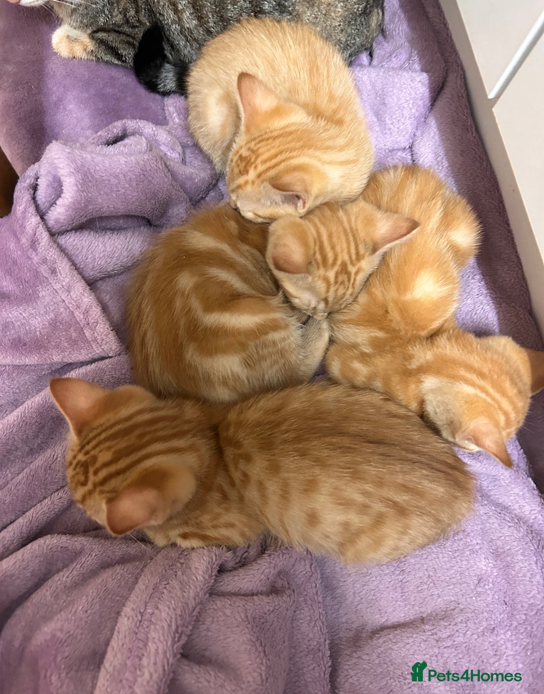 Domestic Shorthair cats for sale: 3 ginger kittens  - Image 1