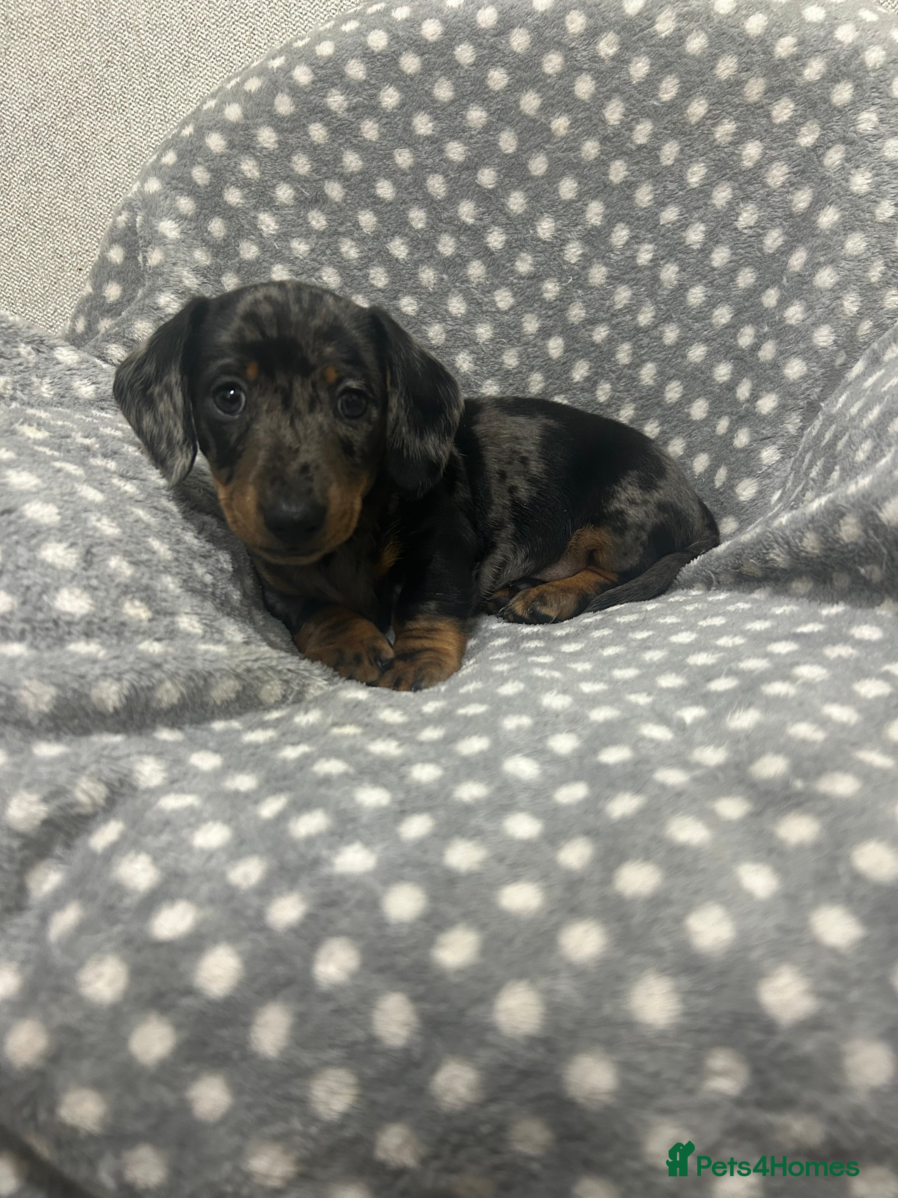 Dachshund dogs 1 adorable dachshund - Advert 1