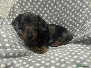 Dachshund dogs 1 adorable dachshund - Advert 1