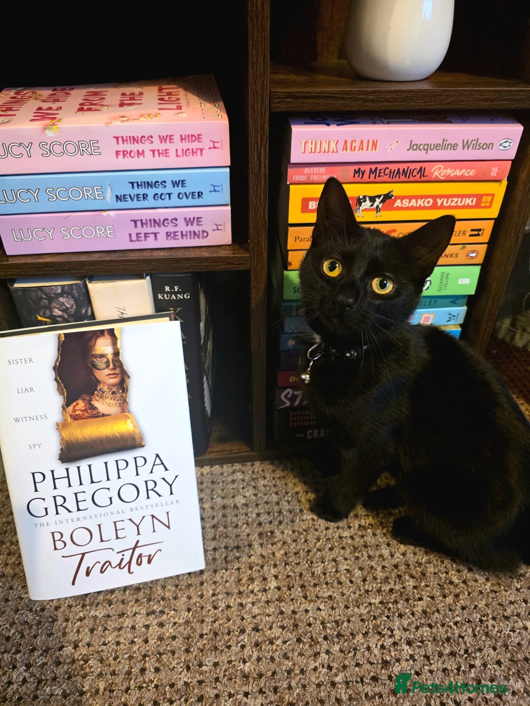 Mixed Breed cats for sale:  ** . 1 year old female, Luna. - Advert 2