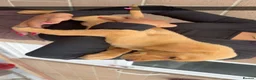 Labrador Retriever dogs for sale: Eight beautiful Labrador puppies  in Westbury - Advert 8