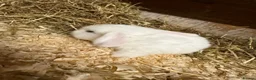 Mini Lop rabbits for sale: Mini lop - Advert 4