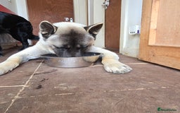 Akita dogs for stud: American akita proven stud  - Image 12