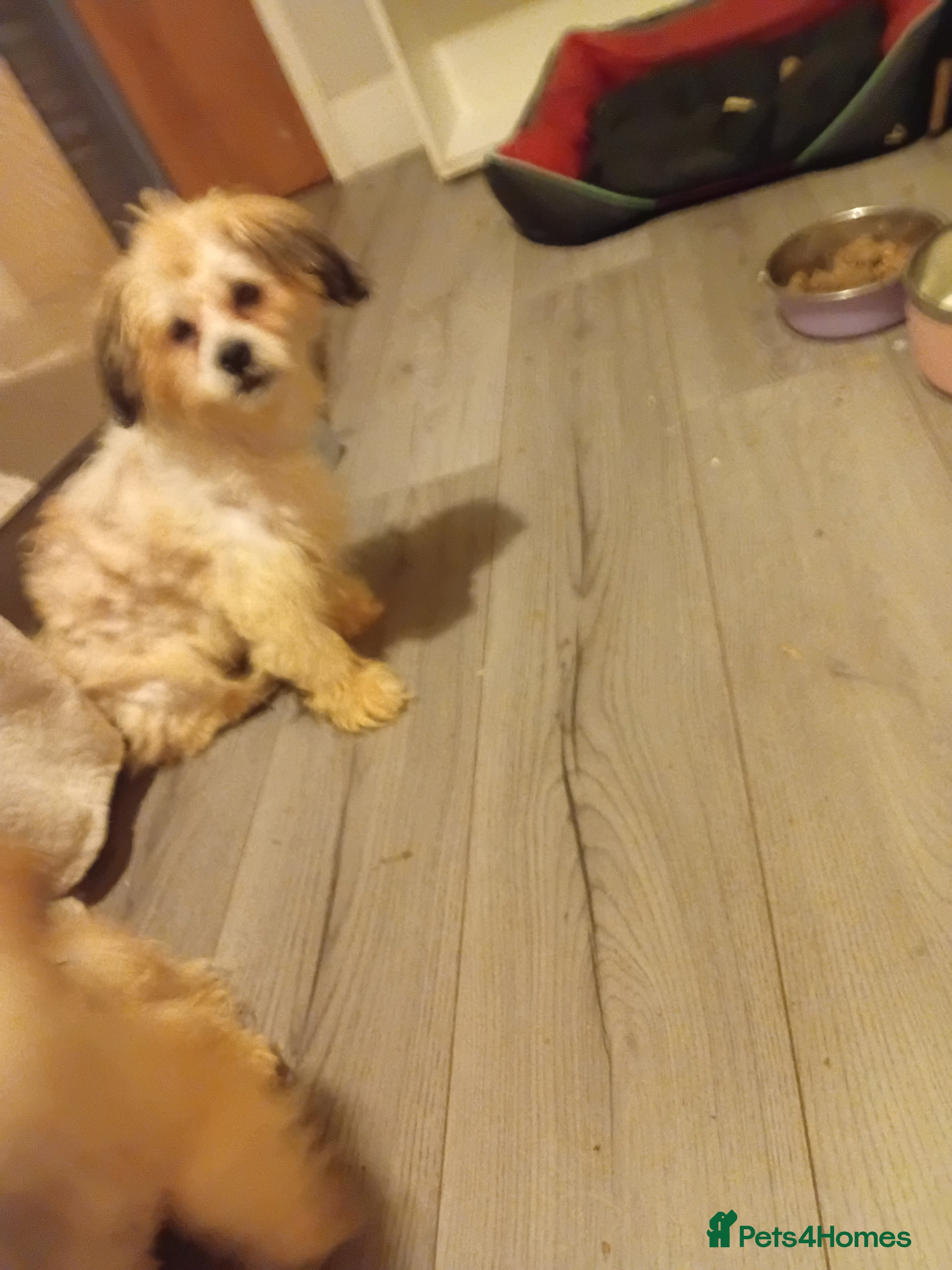 Mixed Breed dogs maltes/Lhasan Apso puppies  - Advert 2