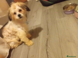 Mixed Breed dogs maltes/Lhasan Apso puppies - Advert 1