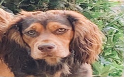 Mixed Breed dogs for sale: Adorable Cockerchons Fluffy, Low-Shed Wonders! - Image 8
