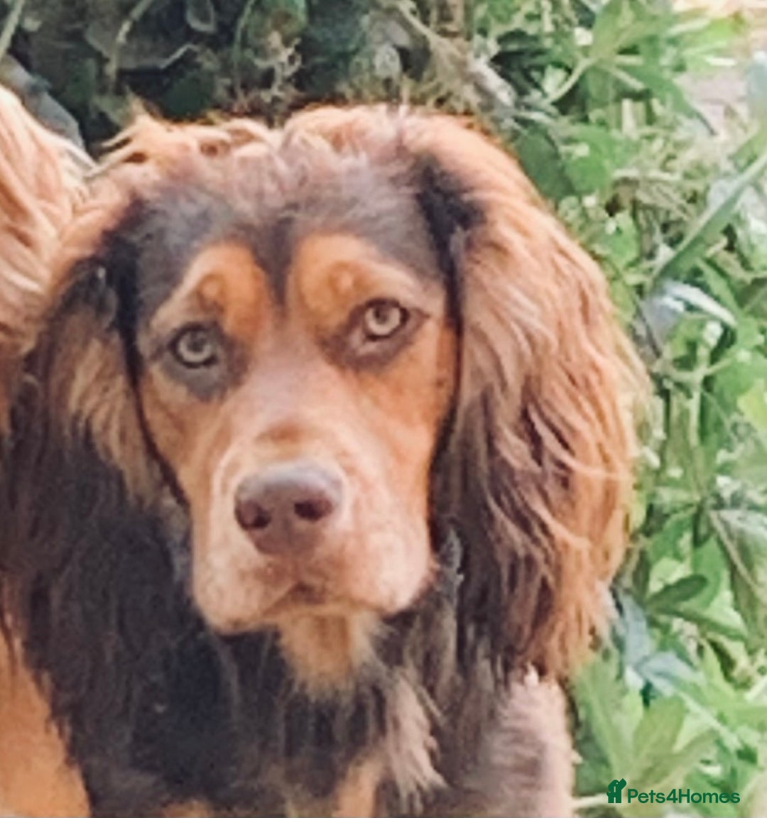 Mixed Breed dogs for sale: Adorable Cockerchons Fluffy, Low-Shed Wonders! - Image 8