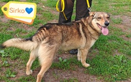 Mixed Breed dogs for adoption: 💙🐶 SIRKO 🐶💙 - Image 2